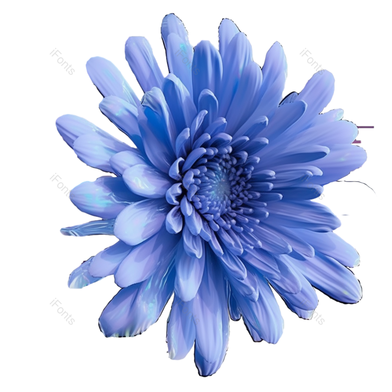 节日图片,元素元素,菊花PNG,秋天免抠素材